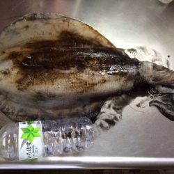 夏イカ？初盤戦