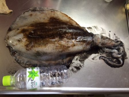 夏イカ？初盤戦