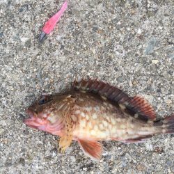 チョイ投げ，ヘチ釣りガシリング