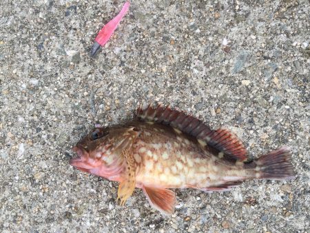 チョイ投げ，ヘチ釣りガシリング