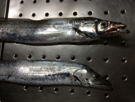 久々のタチウオ