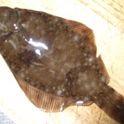 チビカレイ釣れました。