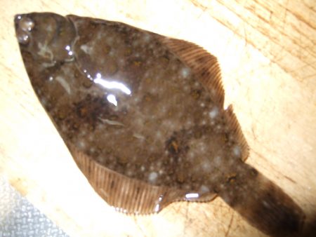 チビカレイ釣れました。