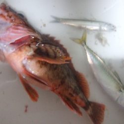 サバ不発も良型ガシラゲット!