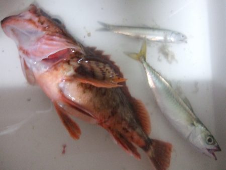 サバ不発も良型ガシラゲット!