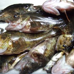 ガッシー元気。