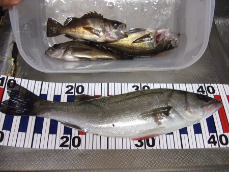 小メバル、ときどきセイゴ。