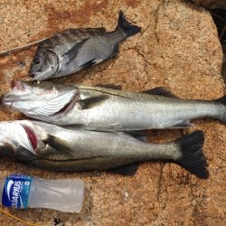 久々の60cmオーバーに満足!