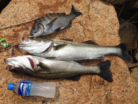 久々の60cmオーバーに満足!