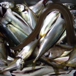 巨大アナゴ?? ハモでした!