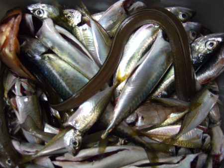 巨大アナゴ?? ハモでした!