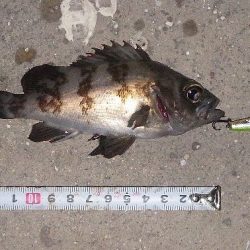 プラグでメバリング