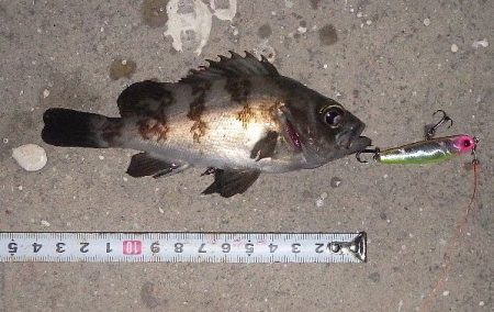 プラグでメバリング