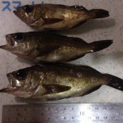 メバリング　【江井ケ島〜二見】