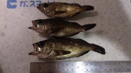 メバリング　【江井ケ島〜二見】