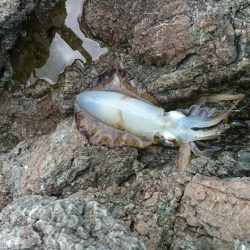 秋イカサイズ…完敗(泣)