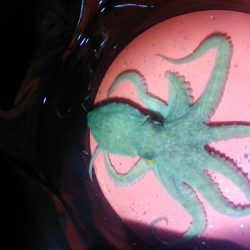 約一年ぶりのタコ！