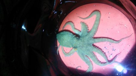 約一年ぶりのタコ！