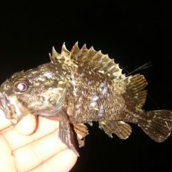 久しぶりのアジ