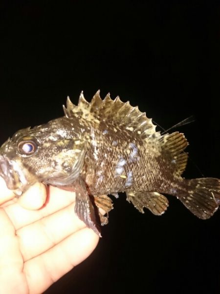 久しぶりのアジ