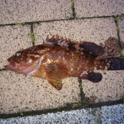 不本意ながらのガシラ