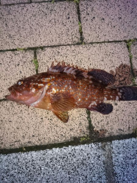 不本意ながらのガシラ