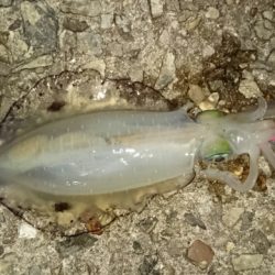 爆風でもエギング