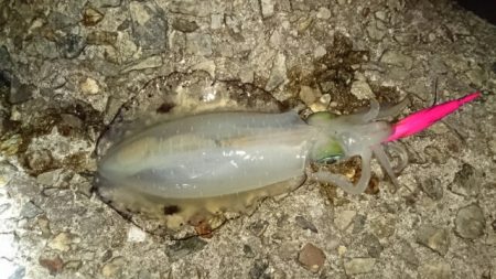 爆風でもエギング