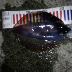 春イカ狙いで、また行って来ました。