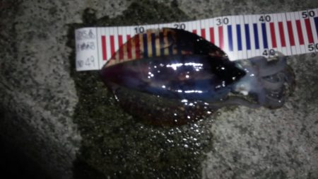 春イカ狙いで、また行って来ました。