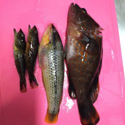 小さいけどアコウげっと！