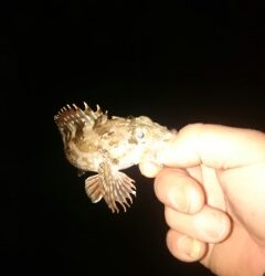 アジハンター任務失敗