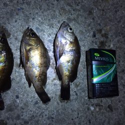 今日は何が釣れるかな♪