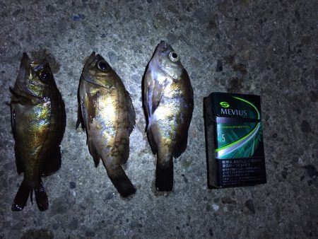 今日は何が釣れるかな♪