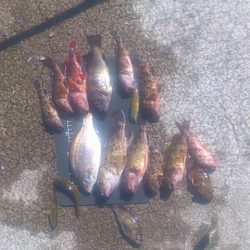 初めてのコブダイ