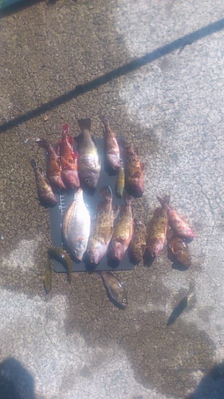 初めてのコブダイ