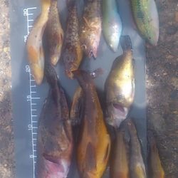 アブ新・クジメ祭り