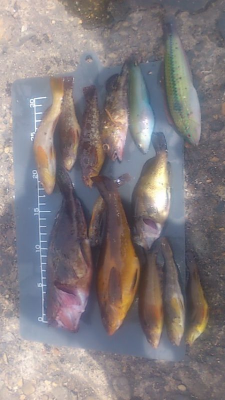 アブ新・クジメ祭り