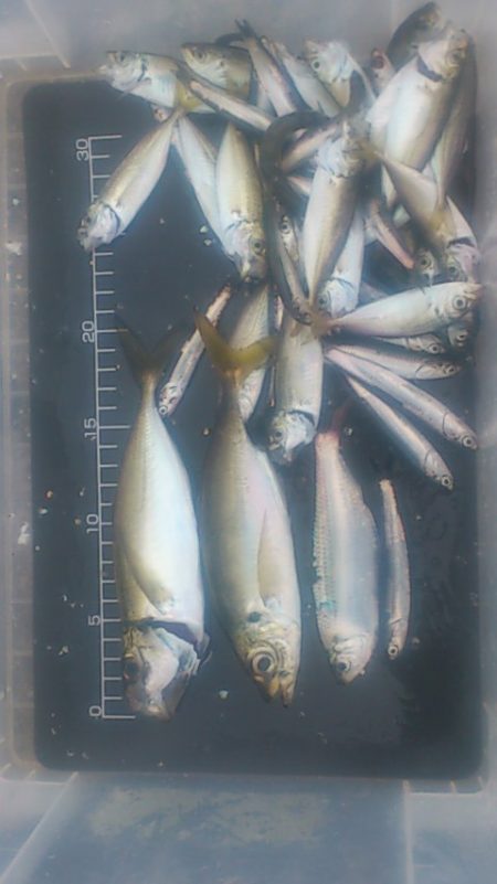 豆アジの中に良型アジ発見！