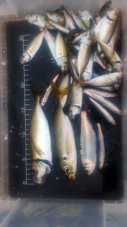 豆アジの中に良型アジ発見！