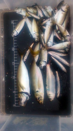 豆アジの中に良型アジ発見！