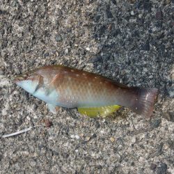 アオリイカ・キス狙いも釣れずに終わる。