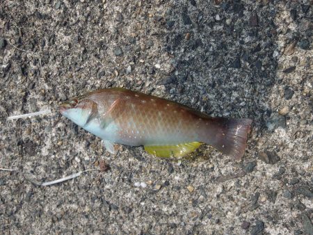 アオリイカ・キス狙いも釣れずに終わる。