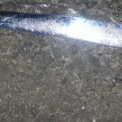 今年初のタチウオ調査