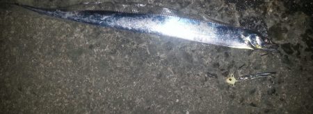 今年初のタチウオ調査