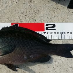 キスはダメでした