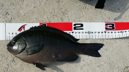 キスはダメでした