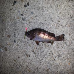 メバリングとタコ