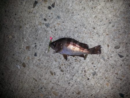 メバリングとタコ