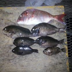 カゴ釣り＆フカセ釣り